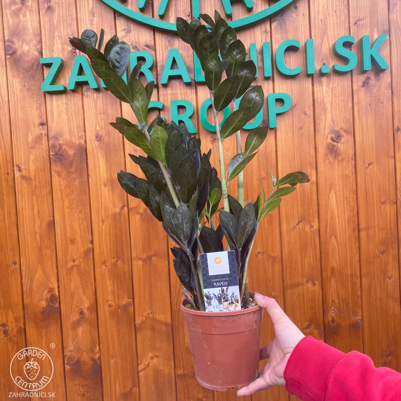 Obrázok Zamiokulkas (Zamioculcas zamifolia) ´RAVEN´ - výška 50-60 cm, kont. C2L